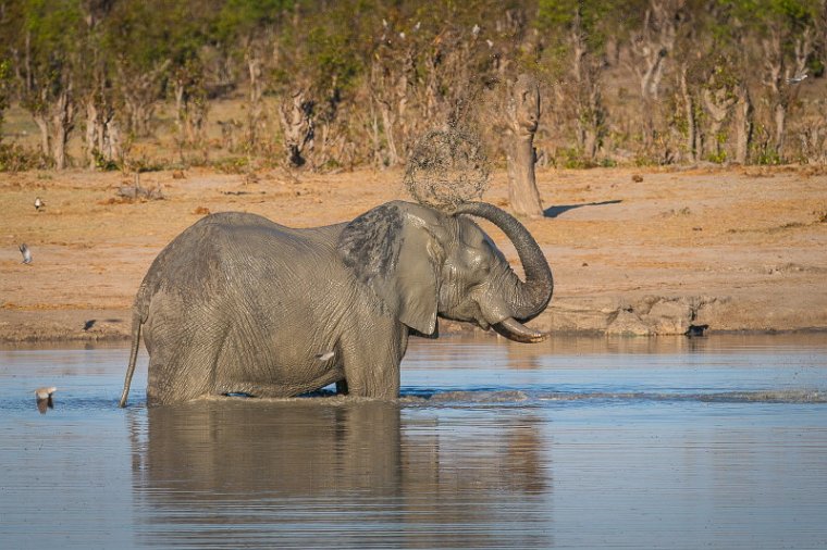 065 Zimbabwe, Hwange NP, olifant.jpg